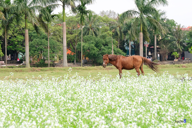 Hoa cúc trắng trên cánh đồng di tích lịch sử Kim Sơn năm nay không được trồng nhiều nhưng vẫn sẽ khiến bạn ngỡ ngàng bởi màu sắc tinh khôi, nhẹ nhàng.